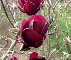 Magnolia Black Tulip C3